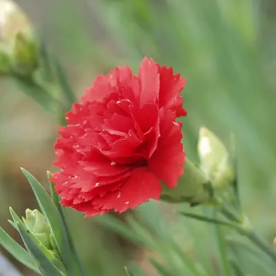 Chabaud Orange Sherbet flower variety