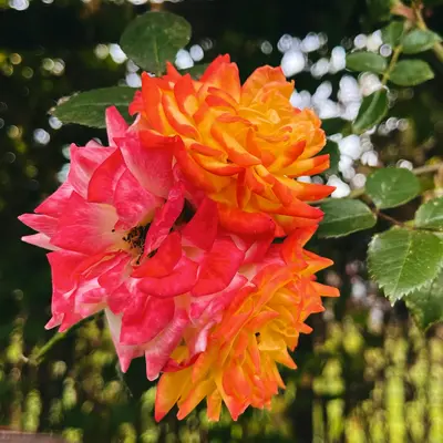 Chabaud Picotee Double Mix flower variety