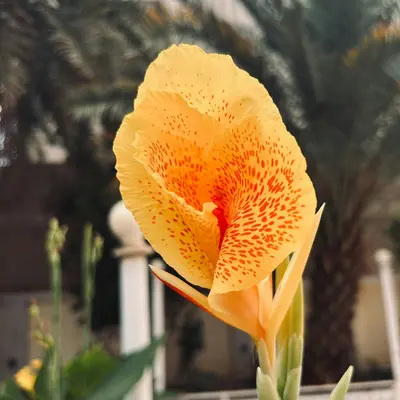 Champagne Bubbles Orange flower variety
