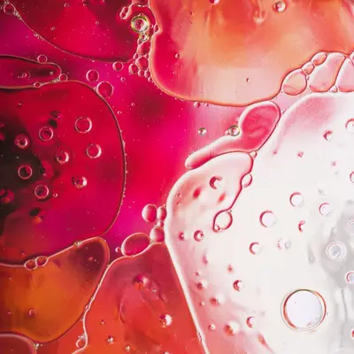 Champagne Bubbles Pink (Papaver nudicaule)