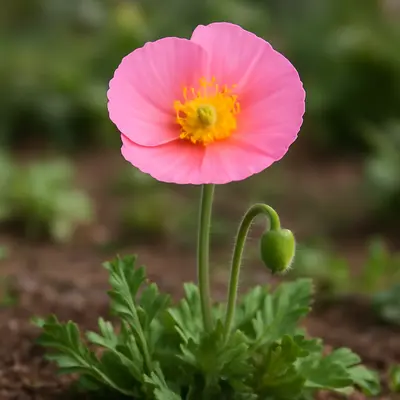 Champagne Bubbles Pink flower variety