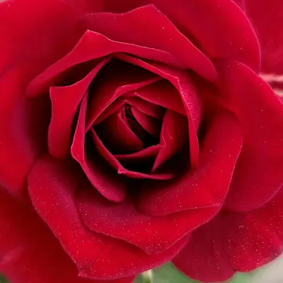 Champagne Bubbles Scarlet flower variety