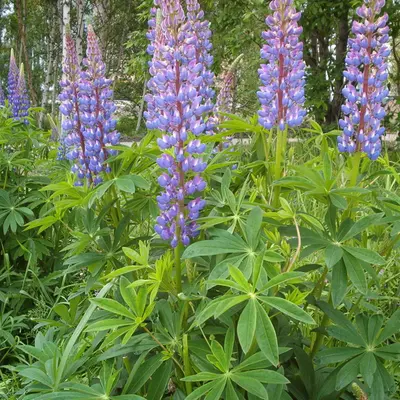 Chandelier flower variety