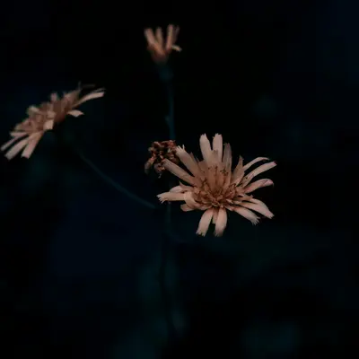 Chantilly™ Bronze flower variety