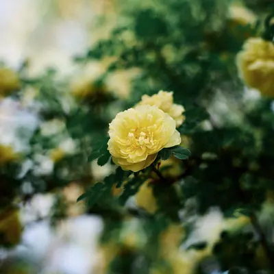 Chantilly™ Cream Yellow flower variety