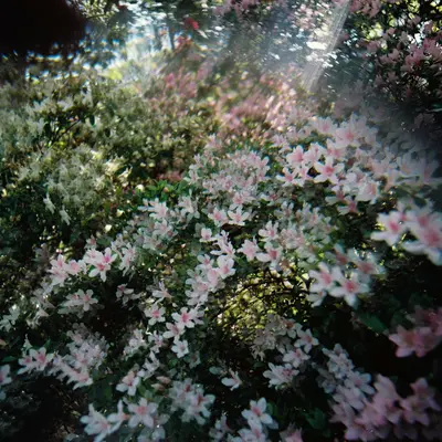 Chantilly™ Light Pink flower variety