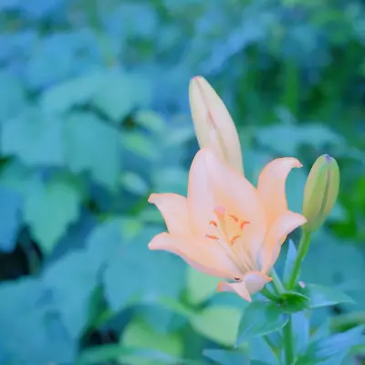 Chantilly™ Light Salmon flower variety