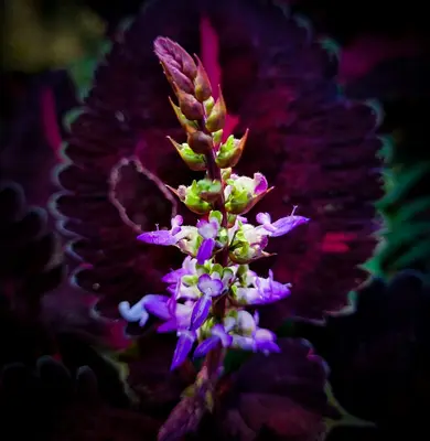 Chantilly™ Purple flower variety
