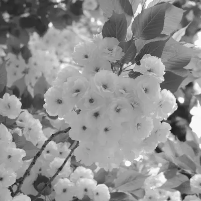 Chantilly™ White flower variety