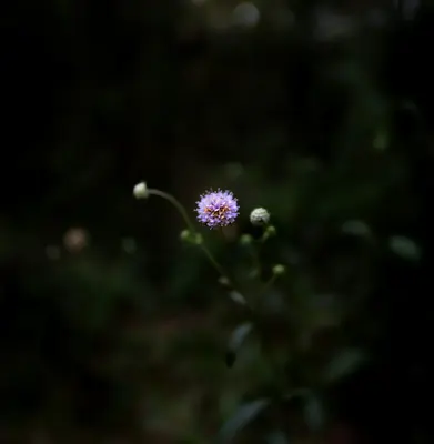 Chatelaine flower variety