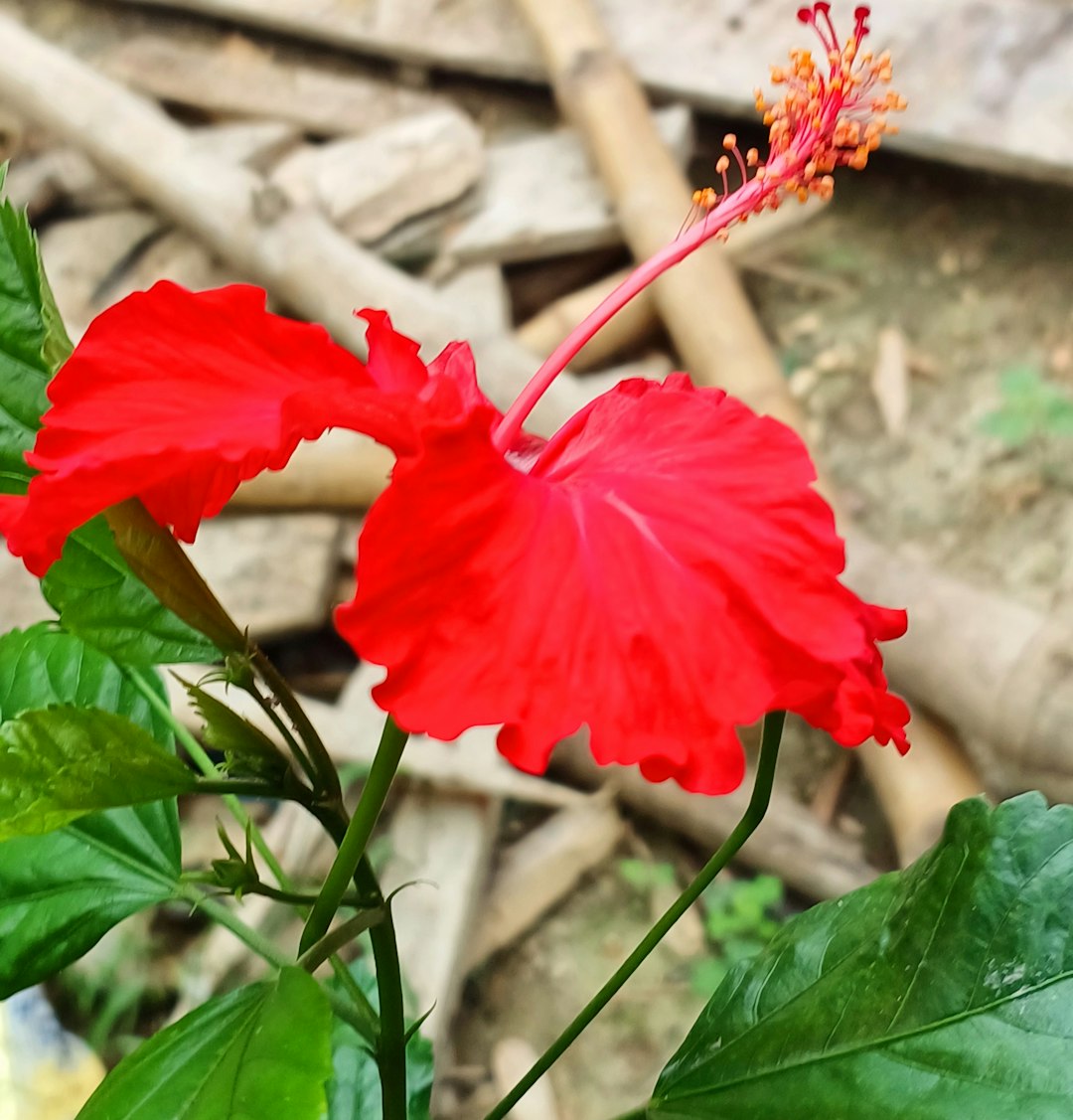 Chief Carmine flower variety