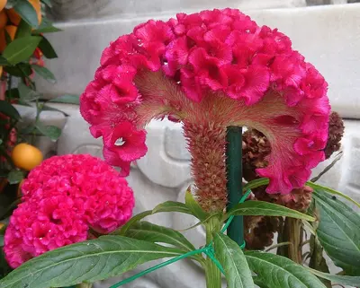 Chief Gold flower variety
