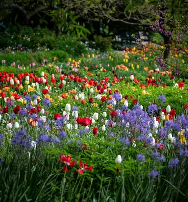 Chief Mix flower variety