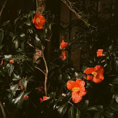 Chief Persimmon flower variety