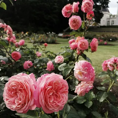 Classic Romantic flower variety