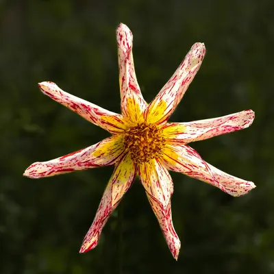 Clematis Jackmanii flower variety