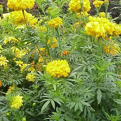 Coco™ Deep Orange flower variety