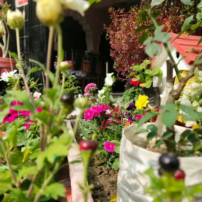 Coco™ Gold flower variety