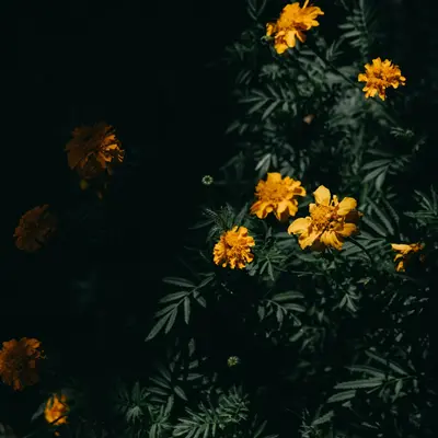 Coco™ Yellow flower variety