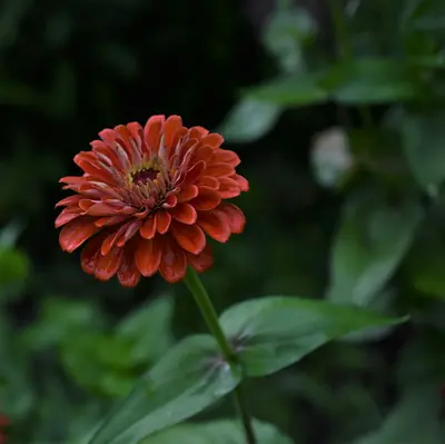 Copper Red flower variety
