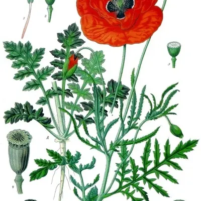 Corn Poppy flower variety