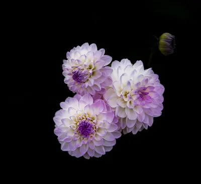Cramer's Burgundy flower variety