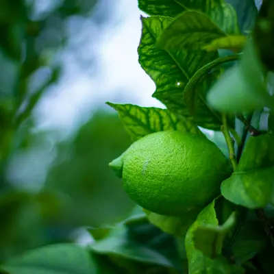 Cramer's Lemon Lime flower variety