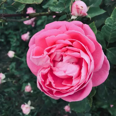 Cramer's Rose flower variety