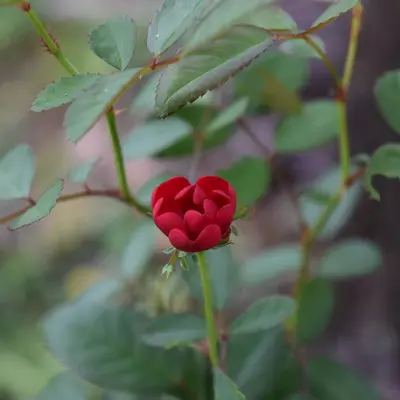 Cranberry Rose flower variety