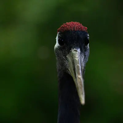 Crane Red flower variety
