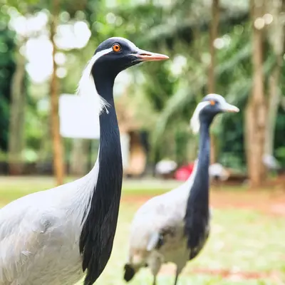 Crane White (Brassica oleracea)