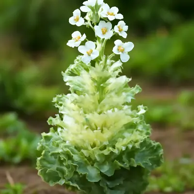 Crane White flower variety