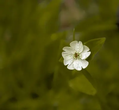 Creamy White flower variety