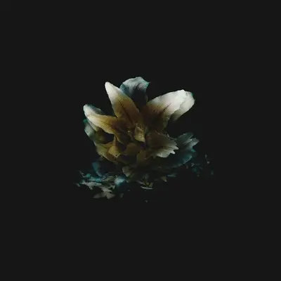 Crystal Beauty flower variety
