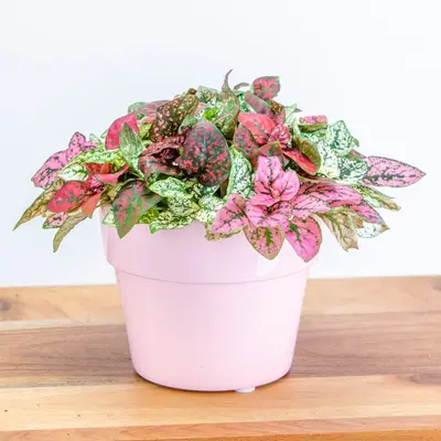 Cupcakes Blush flower variety