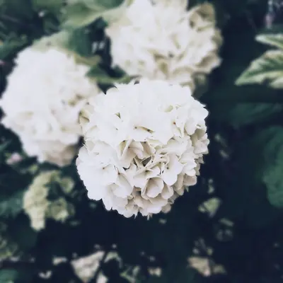Cupcakes White flower variety