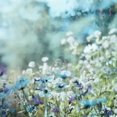 Daydream Mixture flower variety