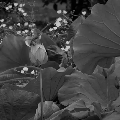 a black and white photo of a bird sitting on a flower