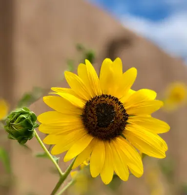 Desert Sun flower variety