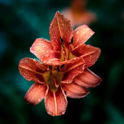 a close up of a flower with water droplets on it