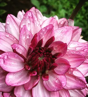 Double Click Bicolor Pink flower variety