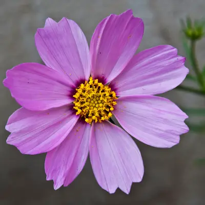 Double Click Bicolor Violet flower variety