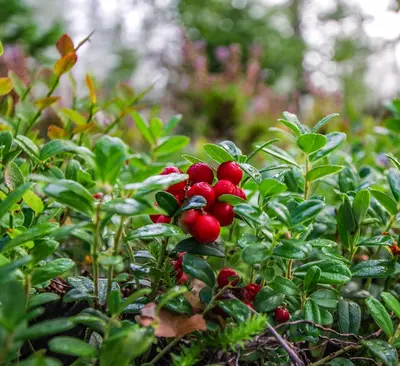 Double Click Cranberries flower variety
