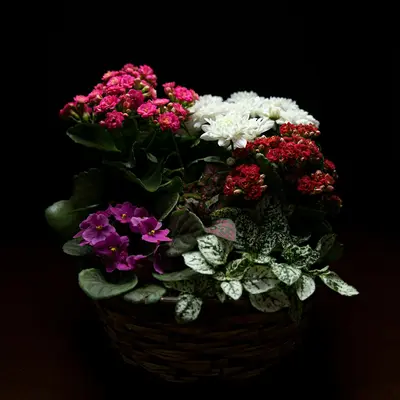 Double Click Mix flower variety