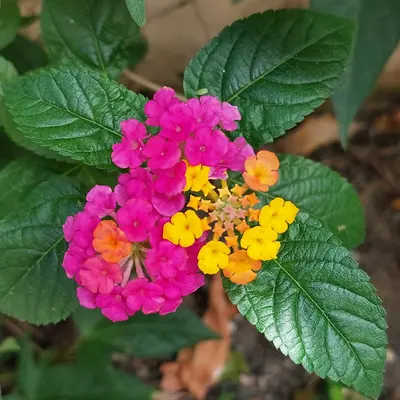 Double Zahara™ Brilliant Mixture flower variety