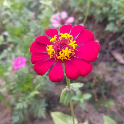 Double Zahara™ Fire flower variety