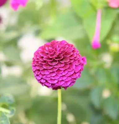 Double Zahara™ Raspberry Ripple flower variety
