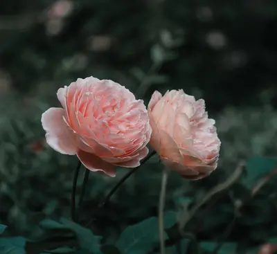 Double Zahara™ Salmon flower variety