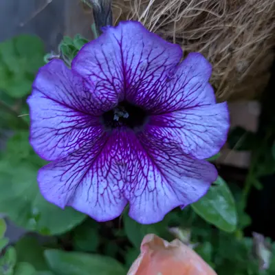 Dreams™ Mix flower variety