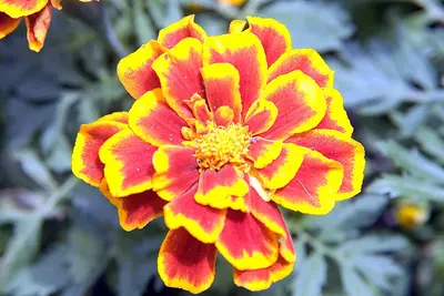 Durango Flame flower variety